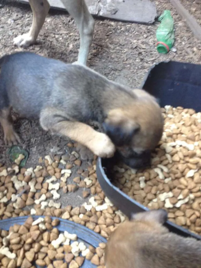 Cachorro ra a  idade 2 a 6 meses nome FILHOTES FOFINHOS 