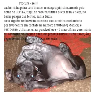 Cachorro raça Srd idade 2 anos nome Pepita