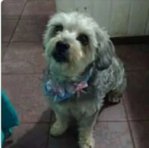 Cachorro raça Vira lata idade 4 anos nome Sophia