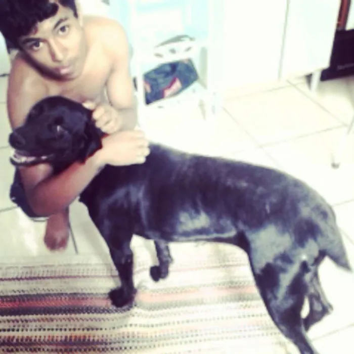 Cachorro ra a dalmata com viralata idade 3 anos nome pantera