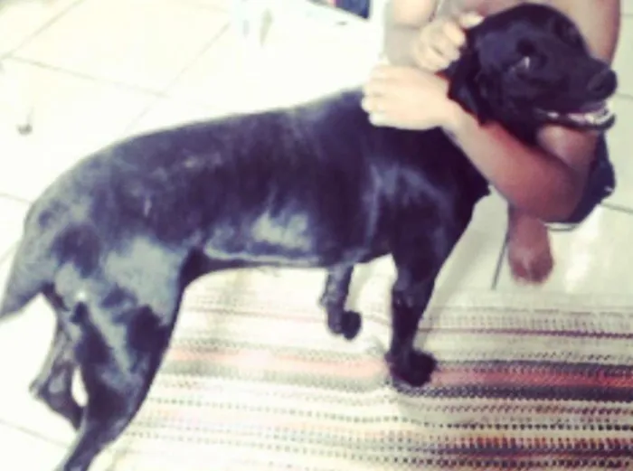 Cachorro ra a dalmata com viralata idade 3 anos nome pantera