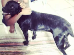 Cachorro raça dalmata com viralata idade 3 anos nome pantera