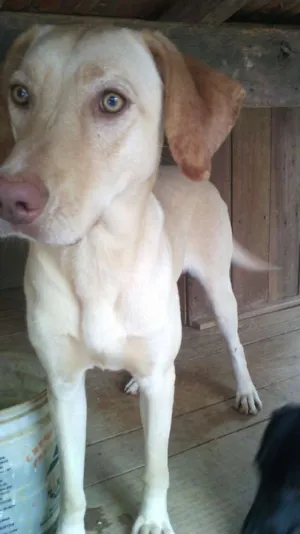 Cachorro raça labrador idade 2 anos nome leeslei