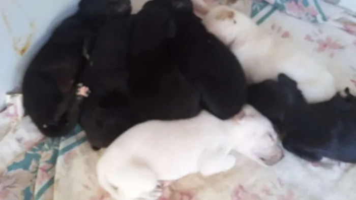 Cachorro raça vira lata idade Abaixo de 2 meses nome varios