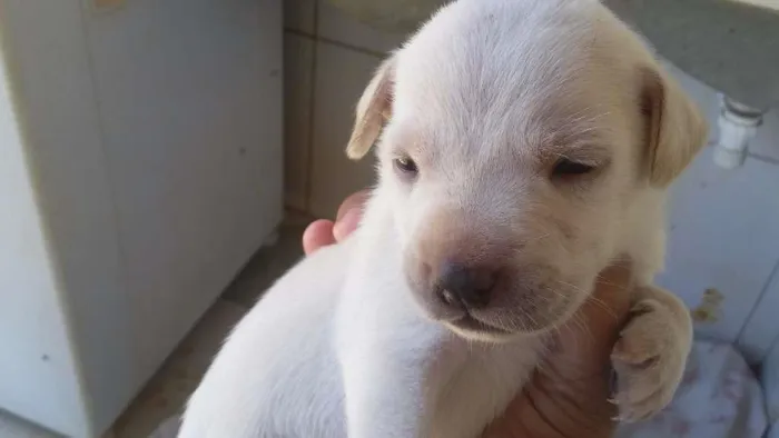 Cachorro raça vira lata idade Abaixo de 2 meses nome varios