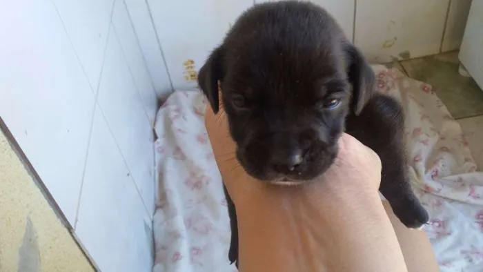 Cachorro raça vira lata idade Abaixo de 2 meses nome varios
