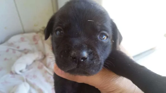 Cachorro raça vira lata idade Abaixo de 2 meses nome varios