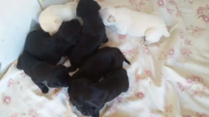 Cachorro raça vira lata idade Abaixo de 2 meses nome varios