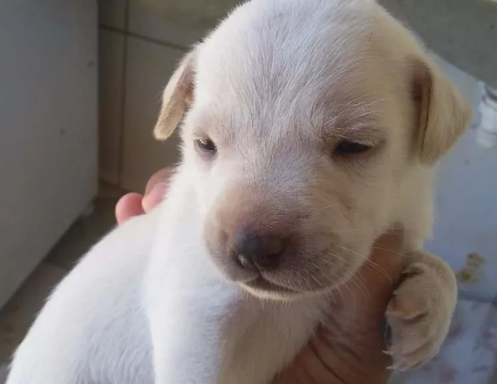 Cachorro raça vira lata idade Abaixo de 2 meses nome varios