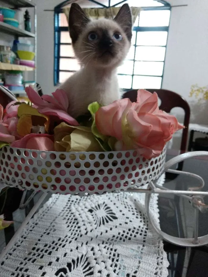 Gato ra a Sem raça  idade Abaixo de 2 meses nome Cisco