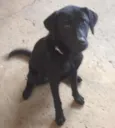 LUPI