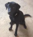 LUPI