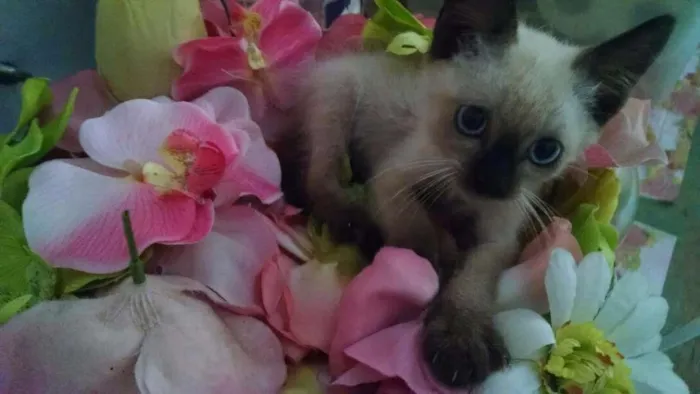 Gato ra a Sem raça  idade Abaixo de 2 meses nome Cisco