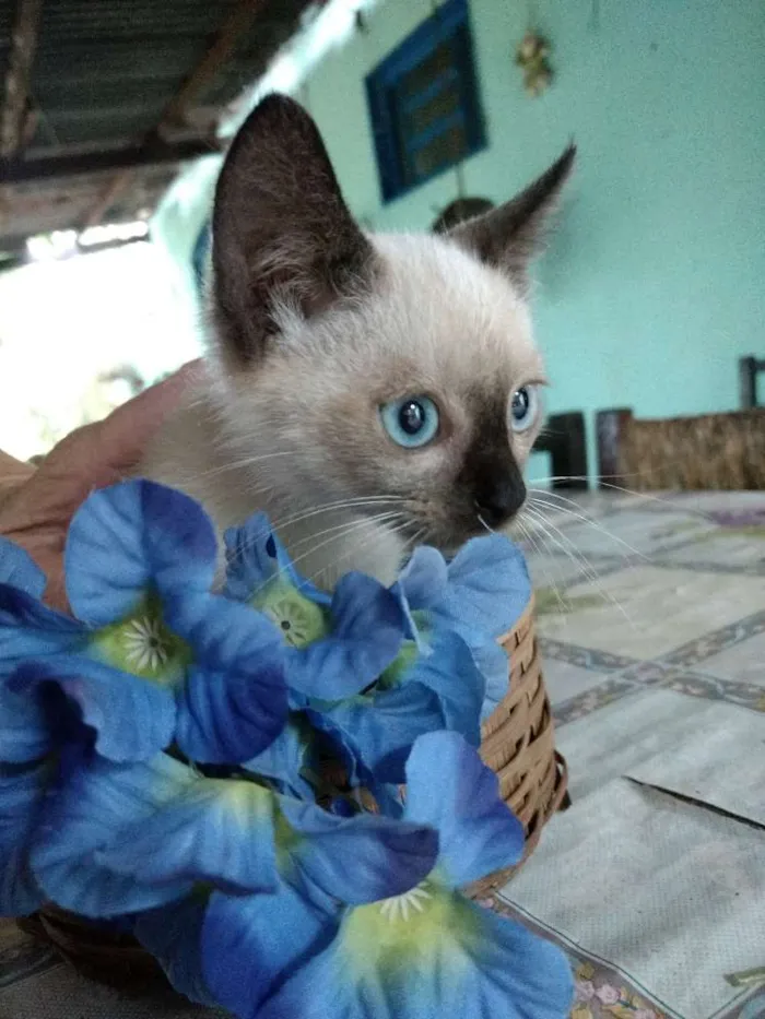 Gato ra a Sem raça  idade Abaixo de 2 meses nome Cisco