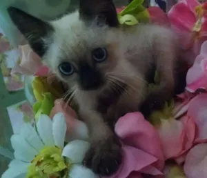 Gato raça Sem raça  idade Abaixo de 2 meses nome Cisco