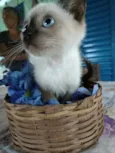 Cisco