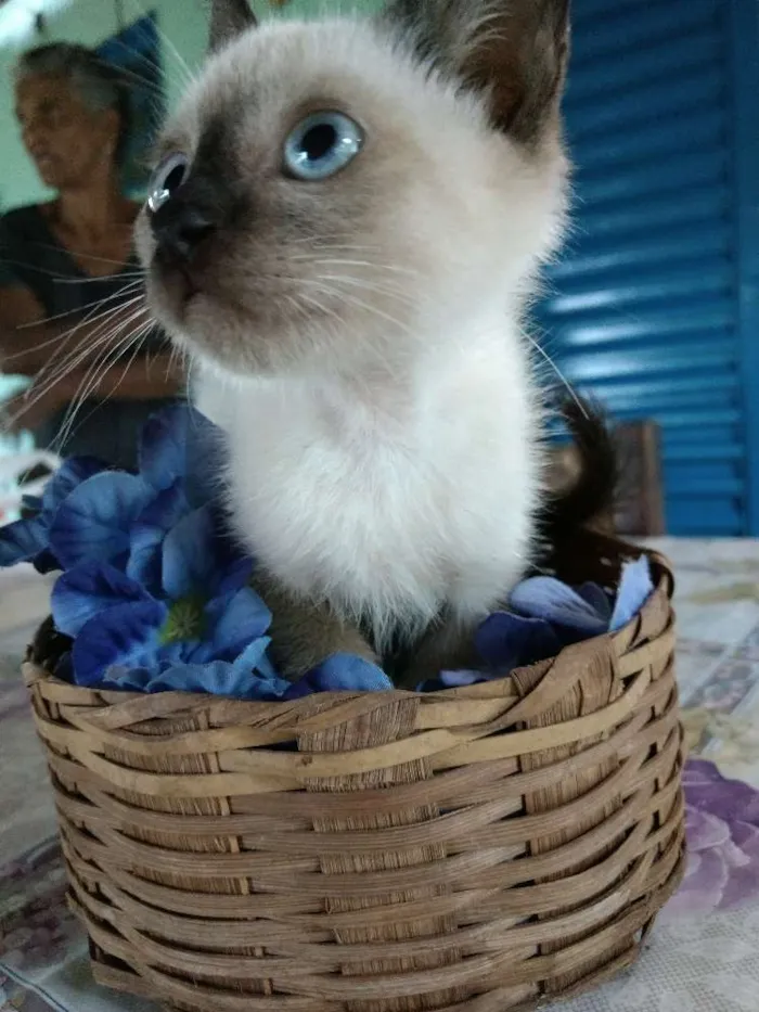 Gato ra a Sem raça  idade Abaixo de 2 meses nome Cisco