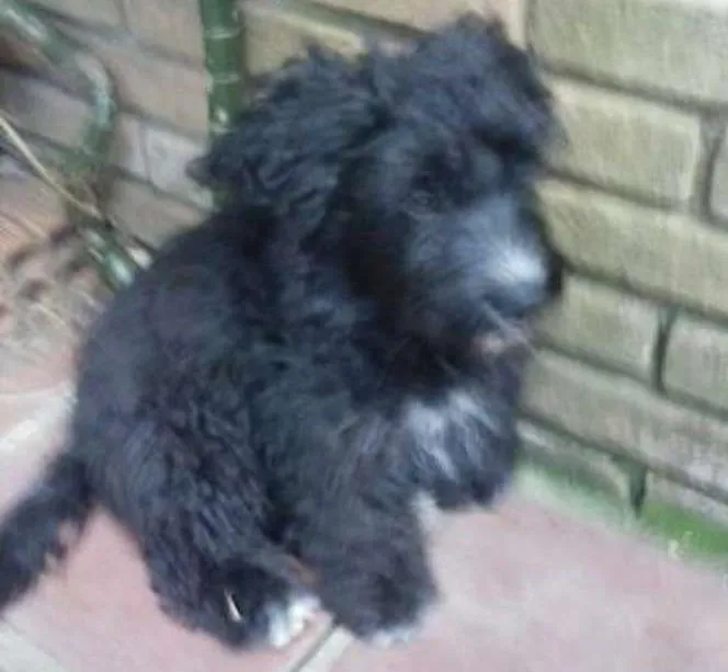 Cachorro ra a poodle  idade 2 a 6 meses nome Augusto
