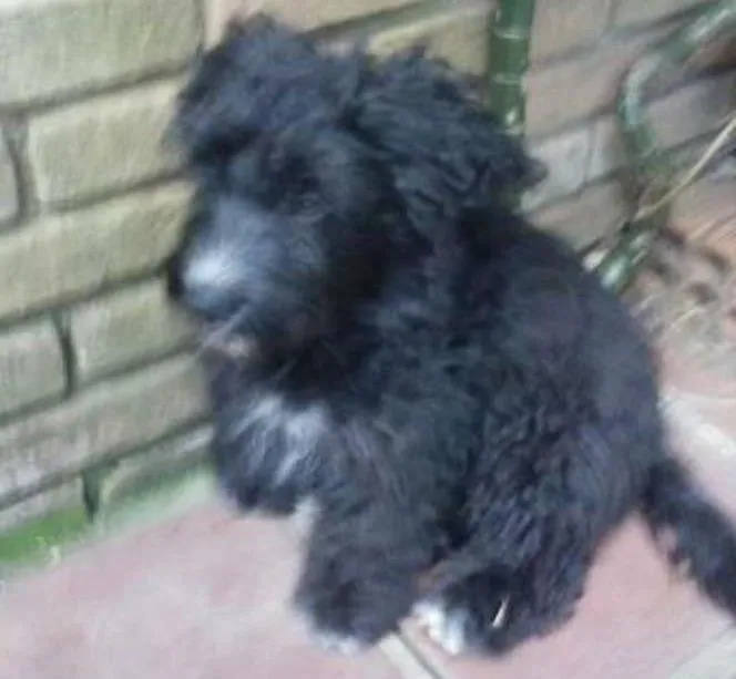 Cachorro ra a poodle  idade 2 a 6 meses nome Augusto