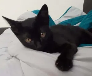 Gato raça sem raça idade 2 a 6 meses nome Morgana