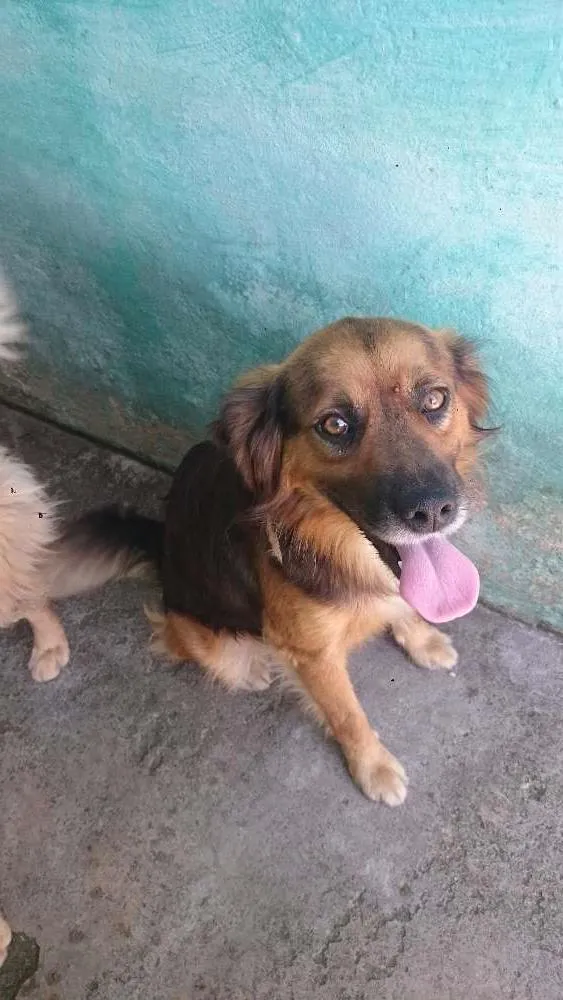 Cachorro ra a S R D idade 2 anos nome Apolo