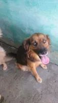 Apolo