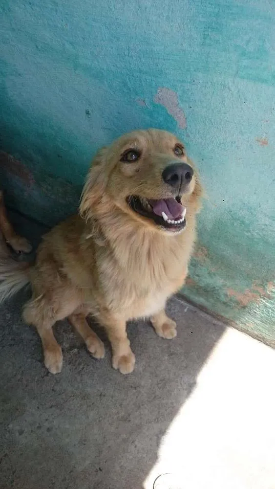 Cachorro ra a SRD idade 2 anos nome Clara