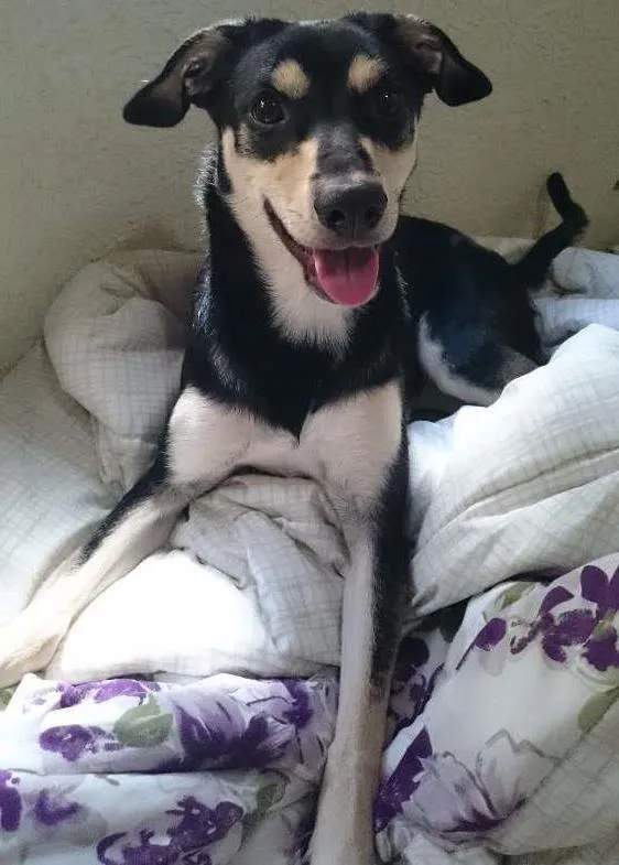 Cachorro ra a SRD idade 1 ano nome Mel