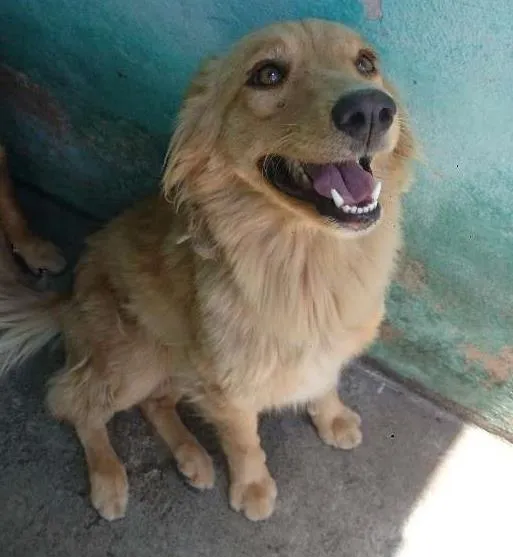 Cachorro ra a SRD idade 2 anos nome Clara