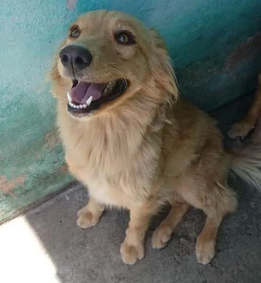 Cachorro ra a SRD idade 2 anos nome Clara