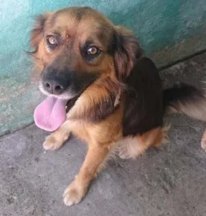 Cachorro raça S R D idade 2 anos nome Apolo