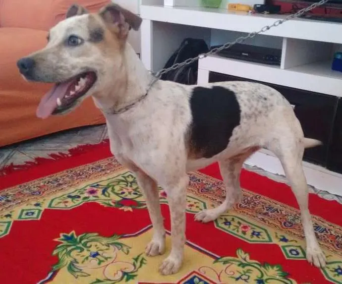Cachorro ra a Pitbull com Boxer idade 1 ano nome Rihanna