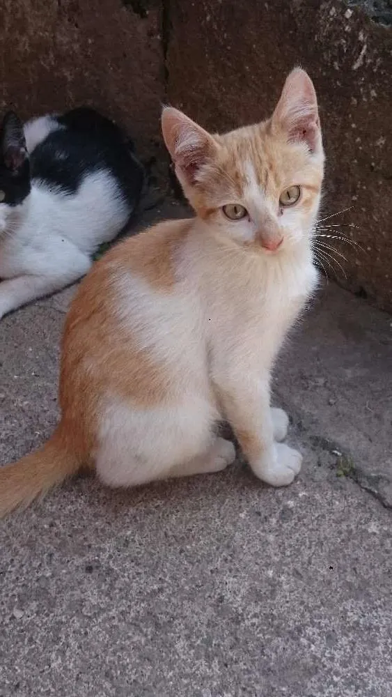 Gato ra a SRD idade 2 a 6 meses nome Sem nomes