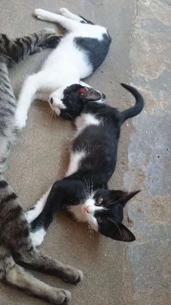 Gato ra a SRD idade 2 a 6 meses nome Sem nomes