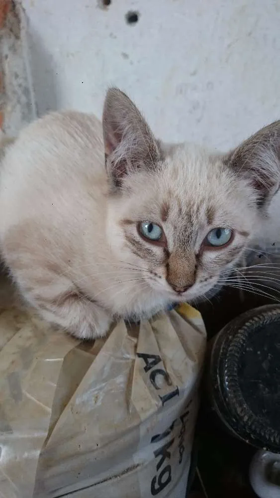 Gato ra a SRD idade 2 a 6 meses nome Sem nomes