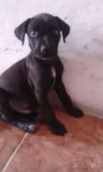 Bobby