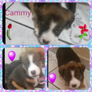 Cachorro raça Srd  idade Abaixo de 2 meses nome Cammy