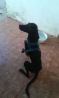 Bobby
