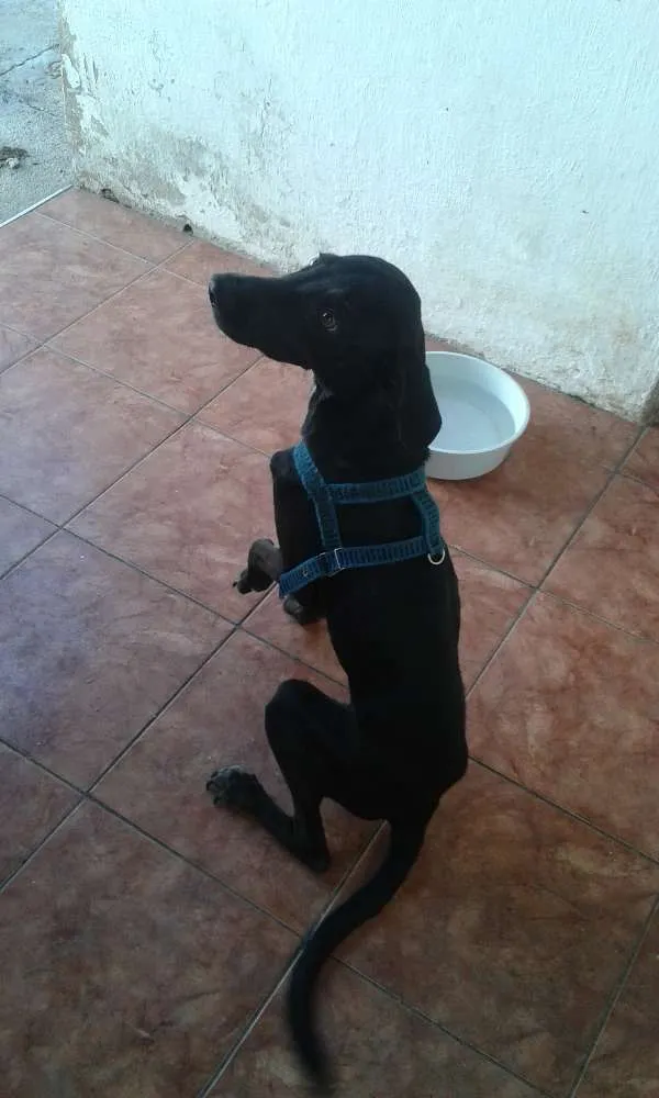 Cachorro raça Sem raça definida idade 1 ano nome Bobby
