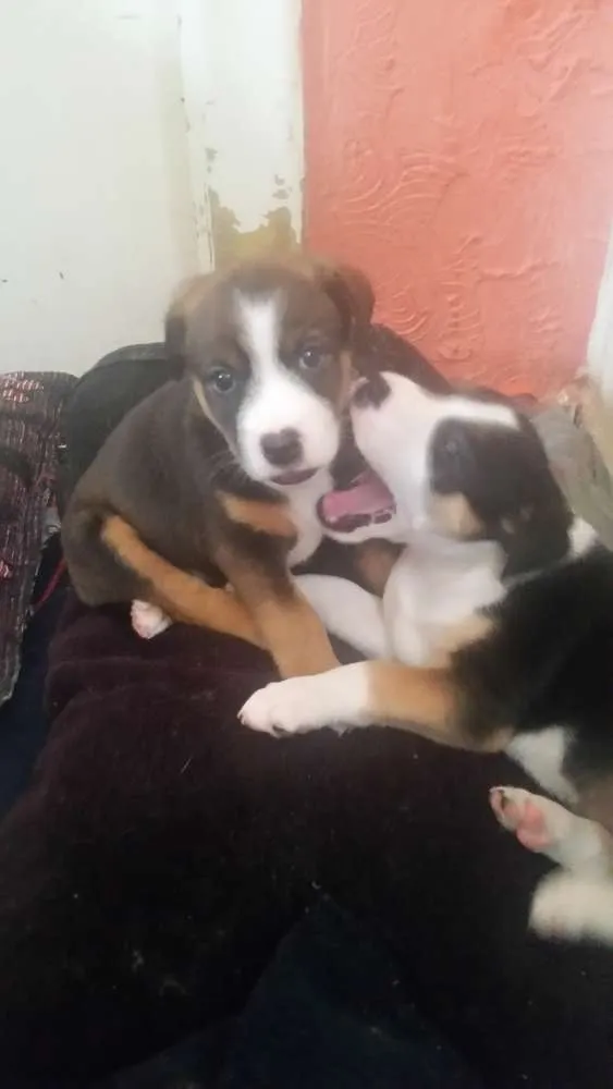 Cachorro ra a Srd  idade Abaixo de 2 meses nome Cammy