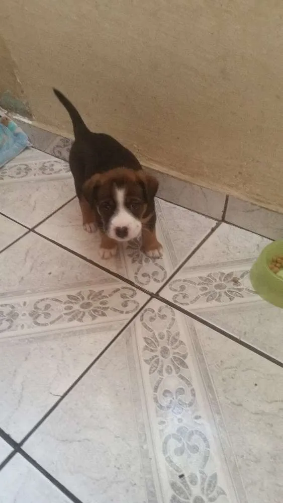 Cachorro ra a Srd  idade Abaixo de 2 meses nome Cammy