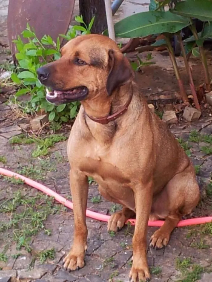 Cachorro ra a Vira Lata idade 6 ou mais anos nome Mulambo