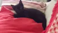 Nina