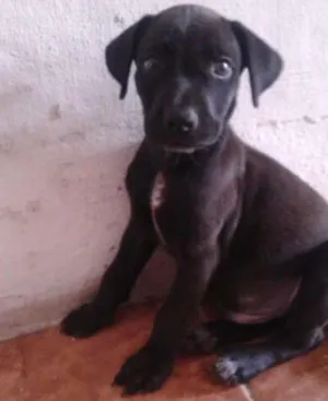 Cachorro raça Sem raça definida idade 1 ano nome Bobby