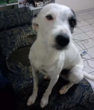 Cachorro raça Vira lata idade 3 anos nome Boris