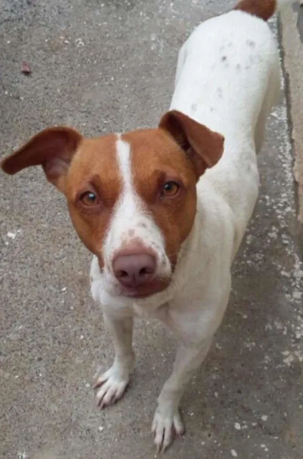 Cachorro ra a Não definida idade 3 anos nome Fuleka