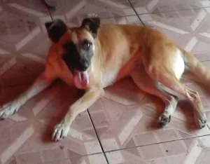 Cachorro raça indefinida idade 2 anos nome Mel
