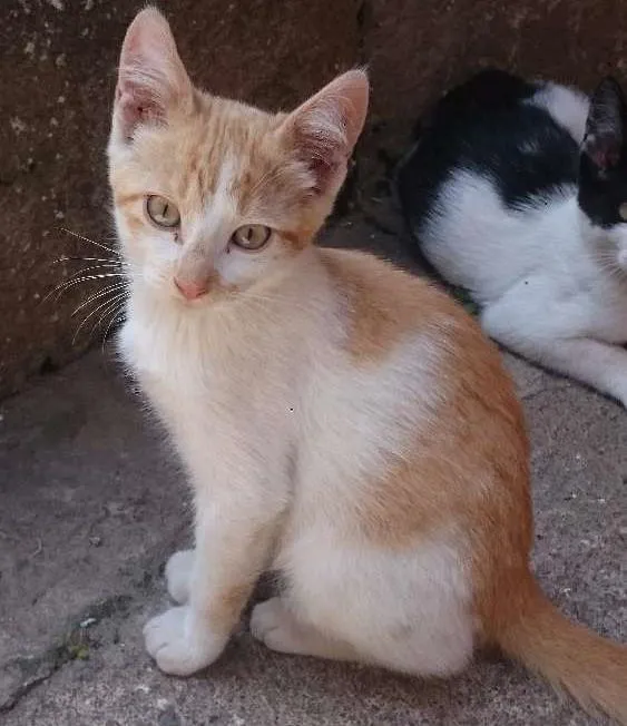 Gato ra a SRD idade 2 a 6 meses nome Sem nomes