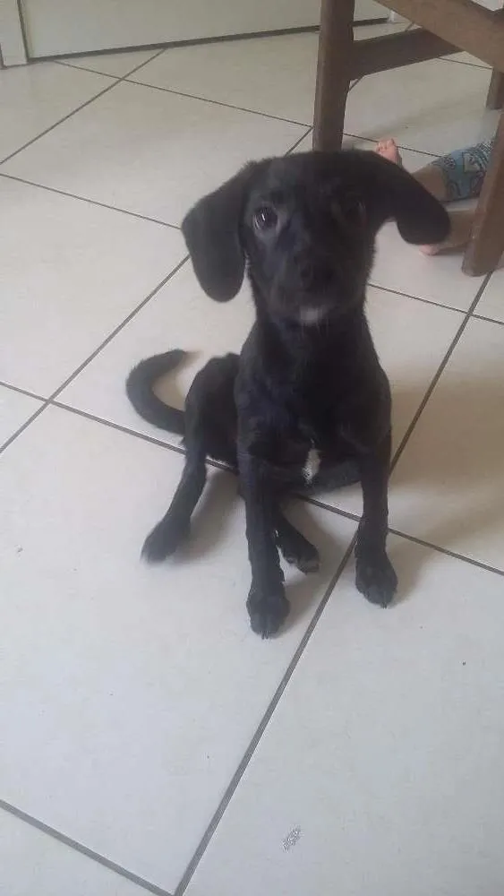 Cachorro ra a SRD idade 2 a 6 meses nome Masha