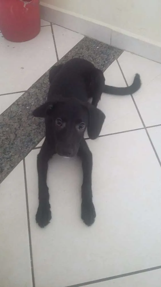 Cachorro ra a SRD idade 2 a 6 meses nome Masha